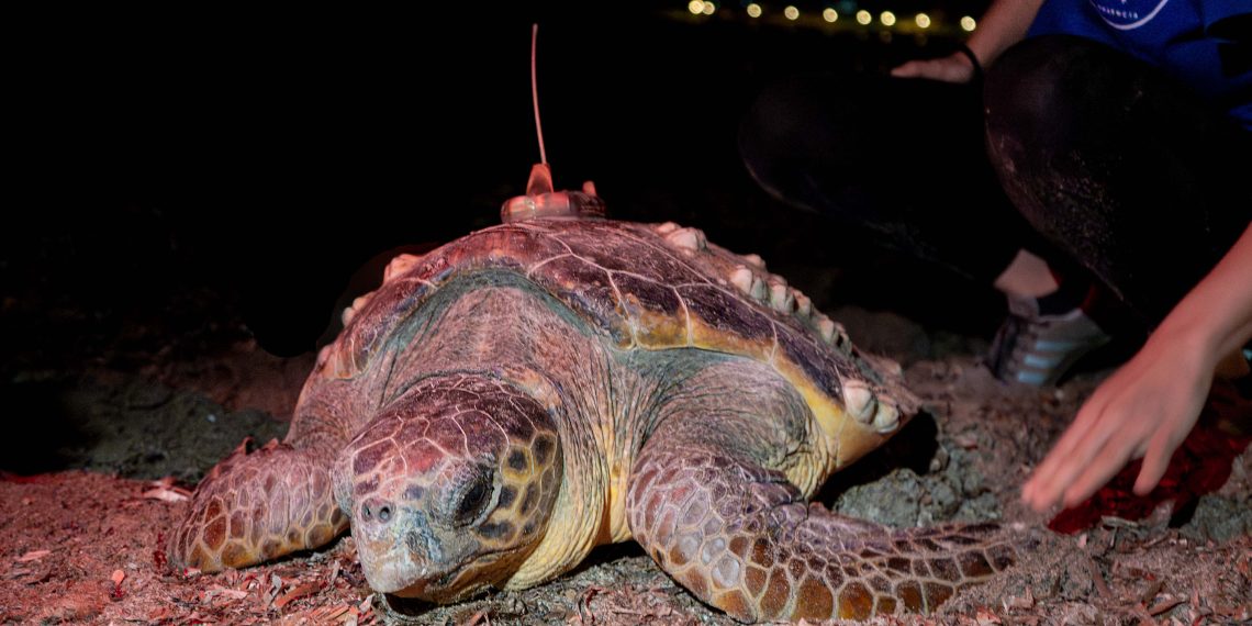 La tortuga marina Diana regresa a Dénia y pone el primer nido del año en la Comunitat Valenciana