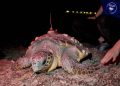 La tortuga marina Diana regresa a Dénia y pone el primer nido del año en la Comunitat Valenciana