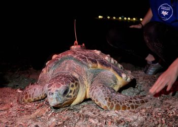La tortuga marina Diana regresa a Dénia y pone el primer nido del año en la Comunitat Valenciana
