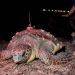 La tortuga marina Diana regresa a Dénia y pone el primer nido del año en la Comunitat Valenciana