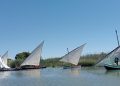 La vela latina vuelve a navegar en la Albufera con 15 exhibiciones previstas en 2026