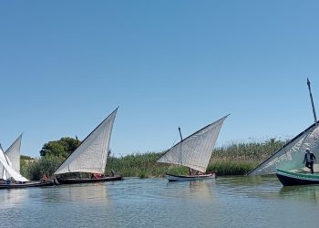 La vela latina vuelve a navegar en la Albufera con 15 exhibiciones previstas en 2026