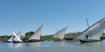 La vela latina vuelve a navegar en la Albufera con 15 exhibiciones previstas en 2026