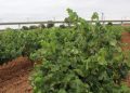 La Unió pide un plan urgente de arranque de viñedo ante la crisis del sector vitivinícola