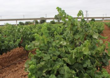 La Unió pide un plan urgente de arranque de viñedo ante la crisis del sector vitivinícola
