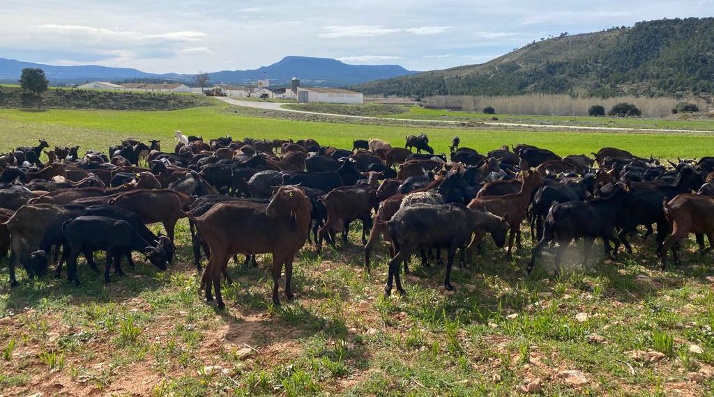 La presión de ASAJA logra mejoras en la cadena alimentaria y el etiquetado de la carne