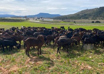 La presión de ASAJA logra mejoras en la cadena alimentaria y el etiquetado de la carne