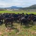 La presión de ASAJA logra mejoras en la cadena alimentaria y el etiquetado de la carne
