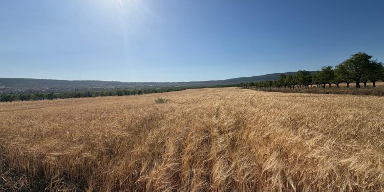 AVA-ASAJA alerta de una caída del 50% en la cosecha de cereales por la sequía y el calor