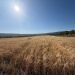 AVA-ASAJA alerta de una caída del 50% en la cosecha de cereales por la sequía y el calor