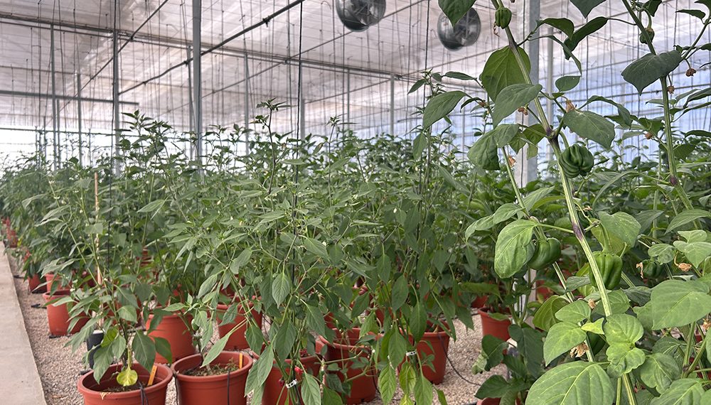 AVA-ASAJA y la UPV participan en un ensayo con más de 200 variedades de pimiento para afrontar la escasez de agua