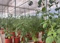 AVA-ASAJA y la UPV participan en un ensayo con más de 200 variedades de pimiento para afrontar la escasez de agua