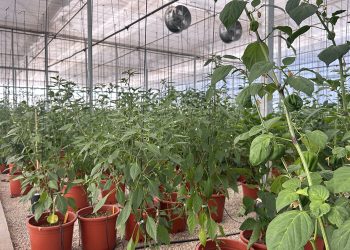 AVA-ASAJA y la UPV participan en un ensayo con más de 200 variedades de pimiento para afrontar la escasez de agua