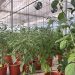 AVA-ASAJA y la UPV participan en un ensayo con más de 200 variedades de pimiento para afrontar la escasez de agua