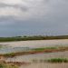 AVA-ASAJA denuncia pérdidas en arrozales de l’Albufera por los flamencos