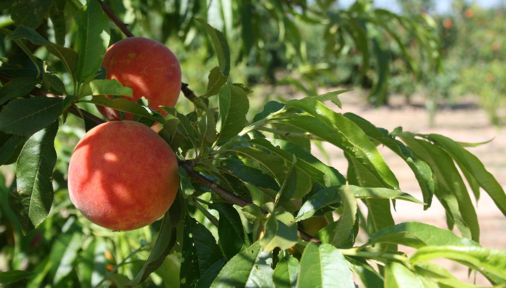AVA-ASAJA alerta de pérdidas en la campaña de fruta de hueso por el desplome de la demanda