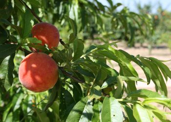 AVA-ASAJA alerta de pérdidas en la campaña de fruta de hueso por el desplome de la demanda