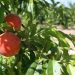AVA-ASAJA alerta de pérdidas en la campaña de fruta de hueso por el desplome de la demanda