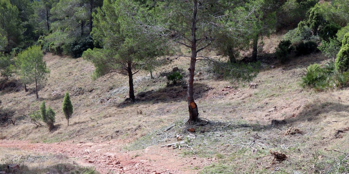 Sagunto finaliza la mejora del cortafuegos de Romeu para prevenir incendios