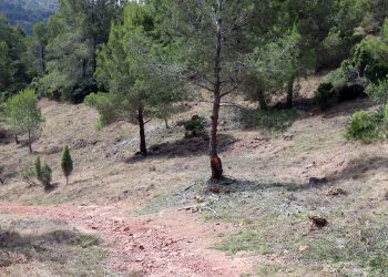 La actuación, financiada con fondos europeos, refuerza la protección forestal en una zona sin intervención integral durante décadas