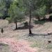 Sagunto finaliza la mejora del cortafuegos de Romeu para prevenir incendios