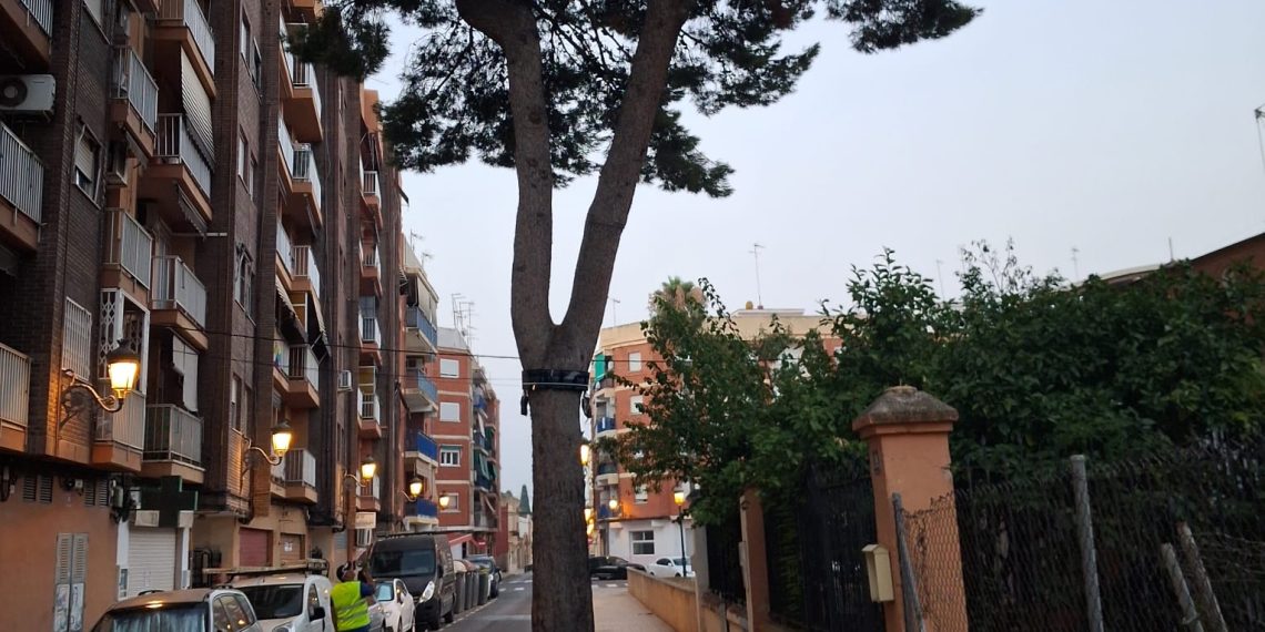 Valencia prueba un nuevo sistema para controlar la procesionaria en los pinos de la ciudad