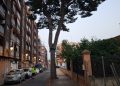 Valencia prueba un nuevo sistema para controlar la procesionaria en los pinos de la ciudad
