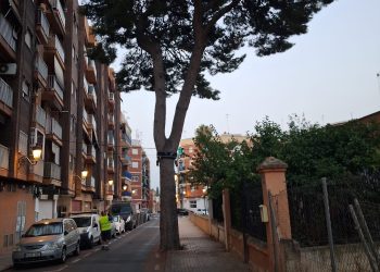 Valencia prueba un nuevo sistema para controlar la procesionaria en los pinos de la ciudad