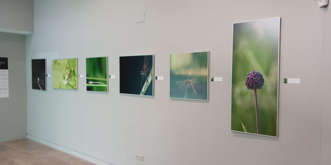 Arte y ciencia se unen en ‘Macroarte’ la nueva exposición de El Paleontològic