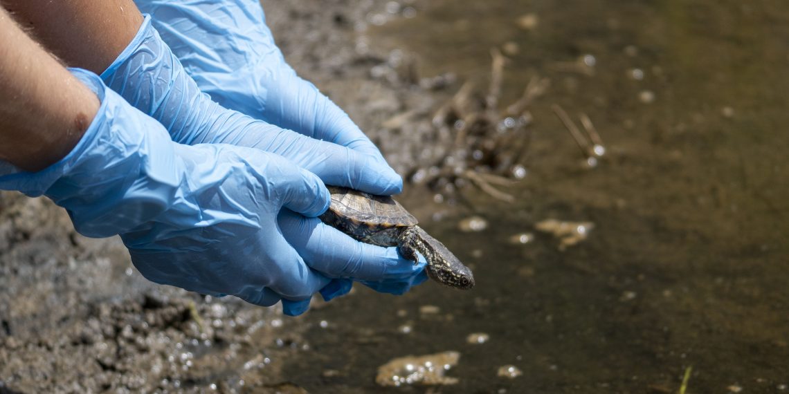 Reintroducen una veintena de galápagos europeos en la Marjal dels Moros para recuperar la especie
