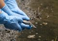 Reintroducen una veintena de galápagos europeos en la Marjal dels Moros para recuperar la especie