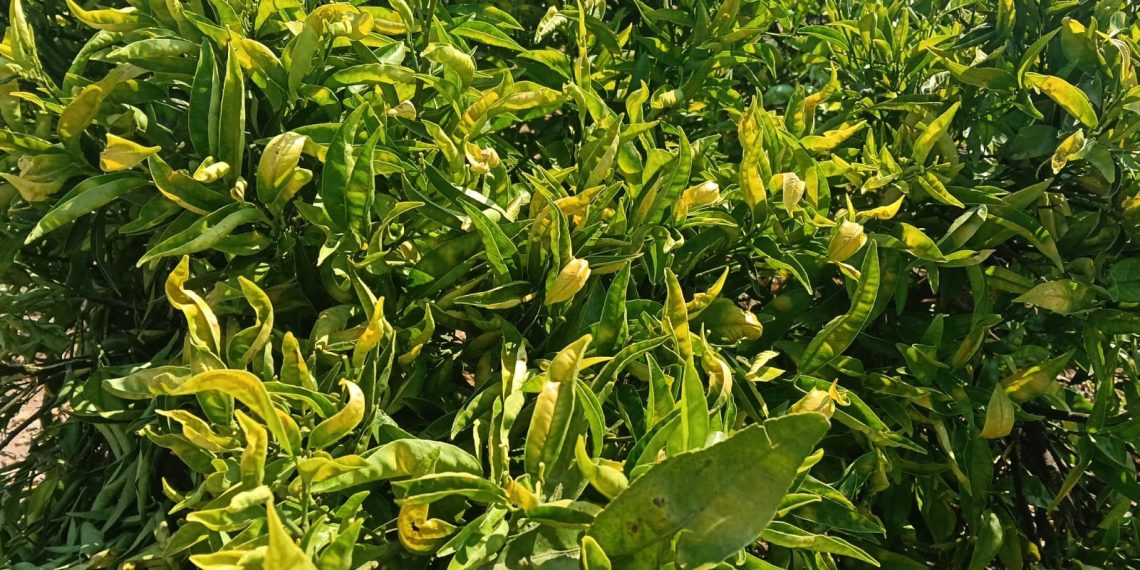 LA UNIÓ reclama un Plan Estatal frente a la araña roja y más herramientas para proteger la citricultura
