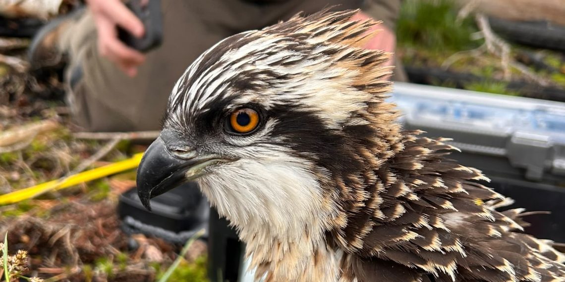 Doce nuevas crías de águila pescadora para el Marjal de Pego-Oliva