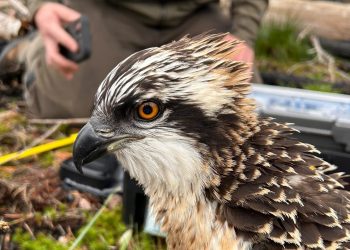 Doce nuevas crías de águila pescadora para el Marjal de Pego-Oliva