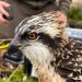 Doce nuevas crías de águila pescadora para el Marjal de Pego-Oliva