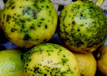 LA UNIÓ denuncia que Sudáfrica aumenta hasta junio un 600% sus rechazos de cítricos infectados por el hongo de la Mancha Negra