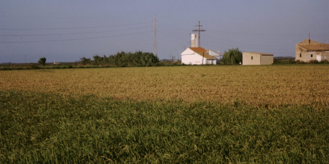 LA UNIÓ exige herramientas fitosanitarias efectivas para garantizar la viabilidad del cultivo del arroz frente a las plagas y enfermedades