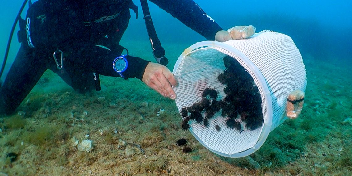 La Generalitat y la Fundación Oceanogràfic liberan 1.800 erizos de mar en la Reserva del Cabo de San Antonio
