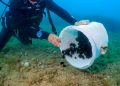 La Generalitat y la Fundación Oceanogràfic liberan 1.800 erizos de mar en la Reserva del Cabo de San Antonio