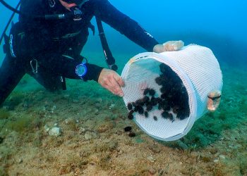 La Generalitat y la Fundación Oceanogràfic liberan 1.800 erizos de mar en la Reserva del Cabo de San Antonio