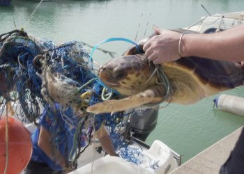 Rescatan en Puerto de Sagunto a una tortuga atrapada entre una boya y varios cabos
