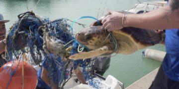 Rescatan en Puerto de Sagunto a una tortuga atrapada entre una boya y varios cabos