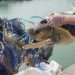 Rescatan en Puerto de Sagunto a una tortuga atrapada entre una boya y varios cabos
