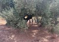 La Generalitat catalogará cerca de 4.000 olivos milenarios y singulares para garantizar su conservación