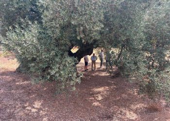 La Generalitat catalogará cerca de 4.000 olivos milenarios y singulares para garantizar su conservación