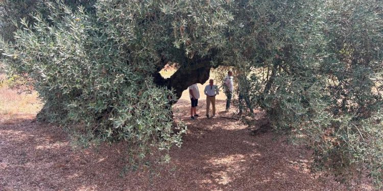 La Generalitat catalogará cerca de 4.000 olivos milenarios y singulares para garantizar su conservación
