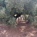 La Generalitat catalogará cerca de 4.000 olivos milenarios y singulares para garantizar su conservación