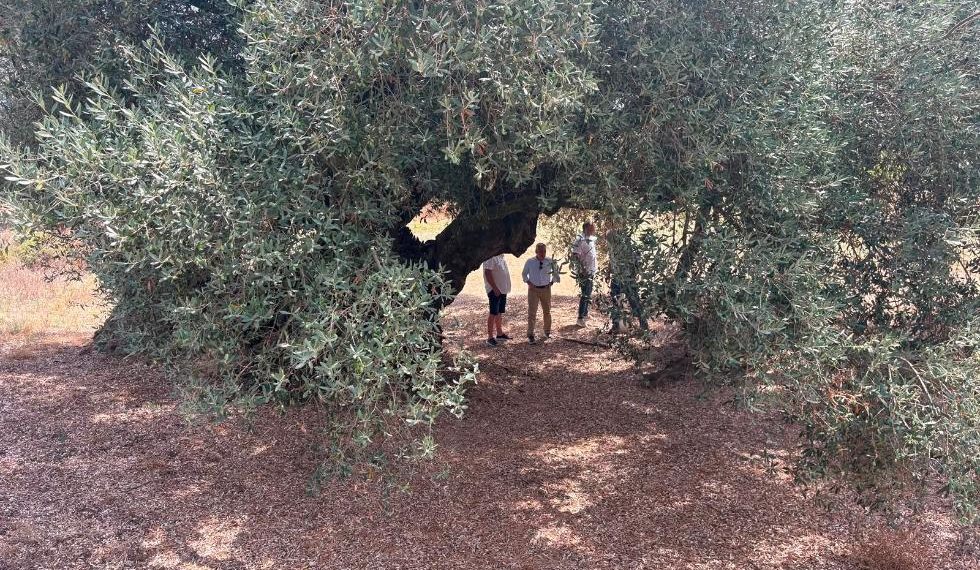 La Generalitat catalogará cerca de 4.000 olivos milenarios y singulares para garantizar su conservación