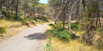 Sagunto proyecta un nuevo cortafuegos de 2,2 kilómetros en el camino del Povichol