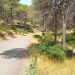 Sagunto proyecta un nuevo cortafuegos de 2,2 kilómetros en el camino del Povichol